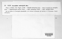 Erysiphe astragali image